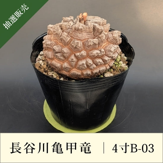 亀甲竜 4寸 品番：4寸B-03 – はせがわナーセリー