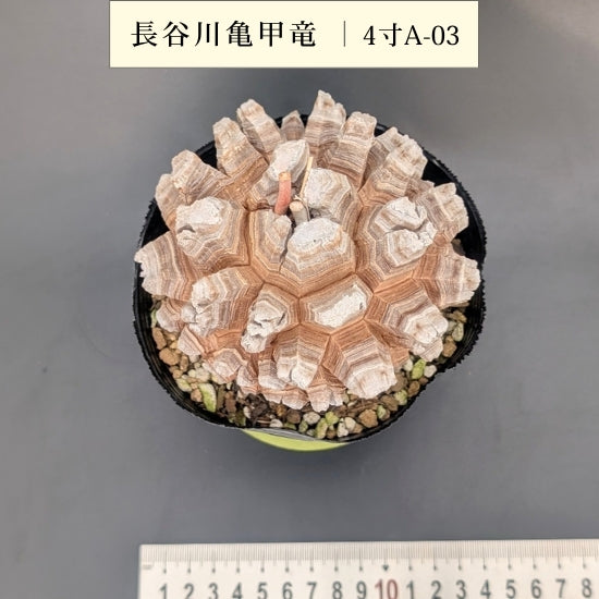 亀甲竜 4寸 品番:4寸A-03