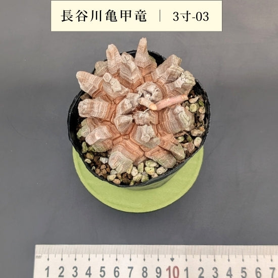 亀甲竜 3寸 品番:3寸-03