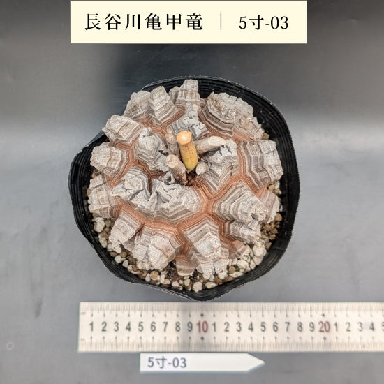 亀甲竜 5寸 品番:5寸-03