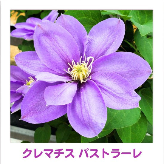 クレマチス 6寸3色咲き〔北浜×ﾊﾟｽﾄﾗｰﾚ×ﾄﾞｸﾀｰﾗｯﾍﾟﾙ〕1鉢 – はせがわ