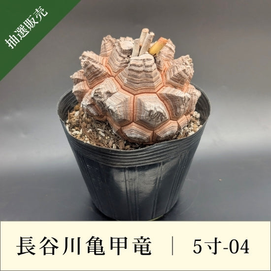 亀甲竜 5寸 品番：5寸-04