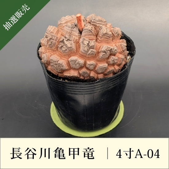 亀甲竜 4寸 品番：4寸A-04