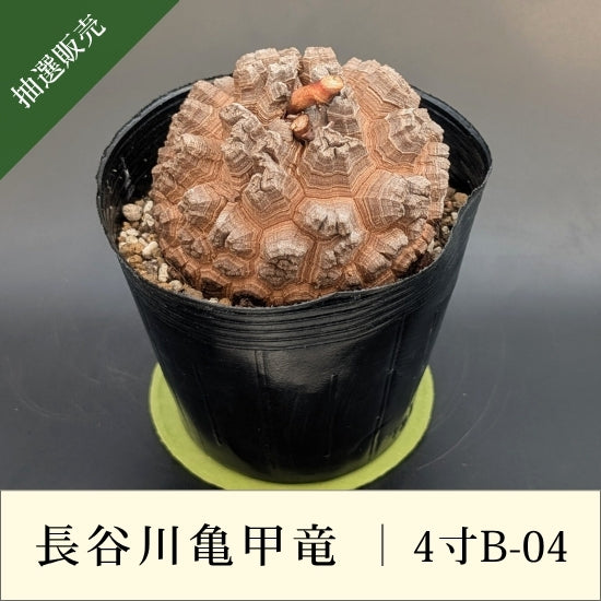 亀甲竜 4寸 品番：4寸B-04