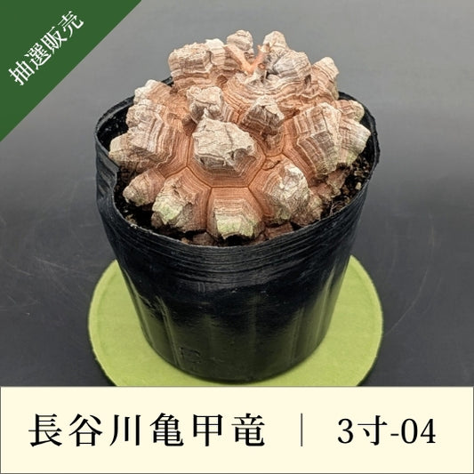 亀甲竜 3寸 品番：3寸-04