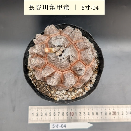 亀甲竜 5寸 品番：5寸-04