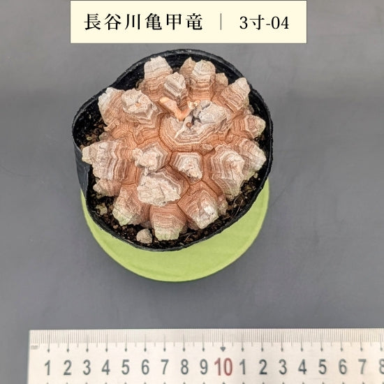 亀甲竜 3寸 品番：3寸-04