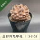 亀甲竜 5寸 品番：5寸-05