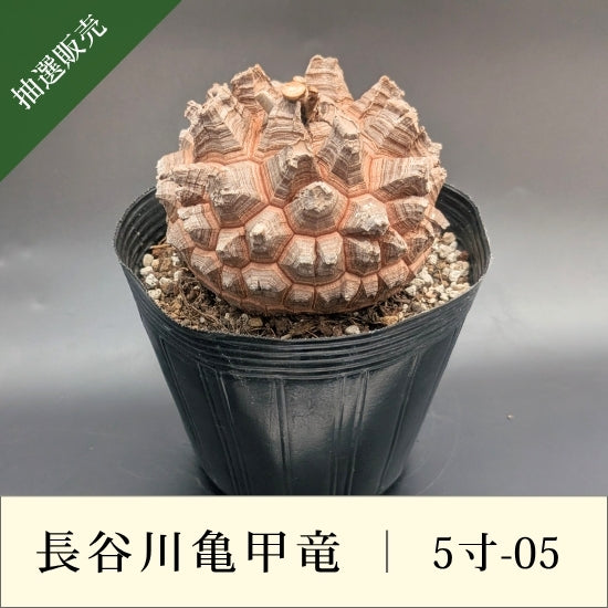 亀甲竜 5寸 品番：5寸-05