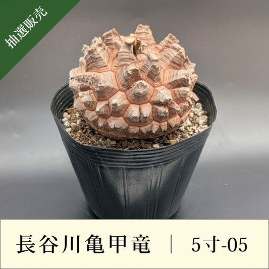 亀甲竜 5寸 品番：5寸-05