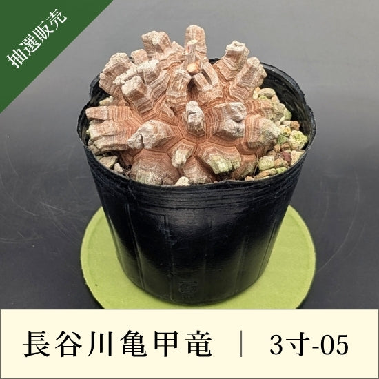 亀甲竜 3寸 品番：3寸-05 – はせがわナーセリー