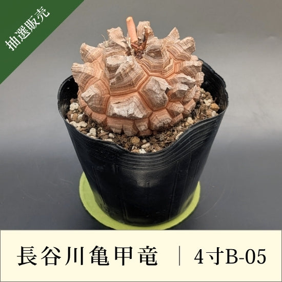 亀甲竜 4寸 品番：4寸B-05