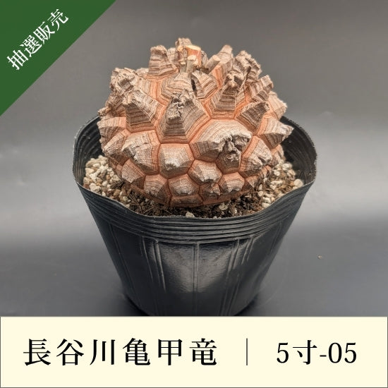 亀甲竜 5寸 品番：5寸-05