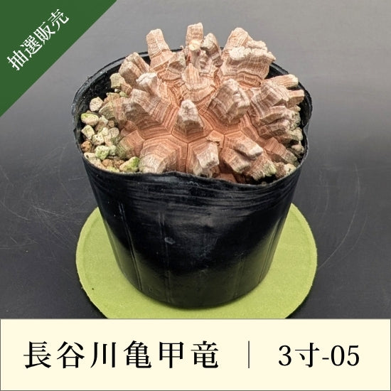 亀甲竜 3寸 品番：3寸-05