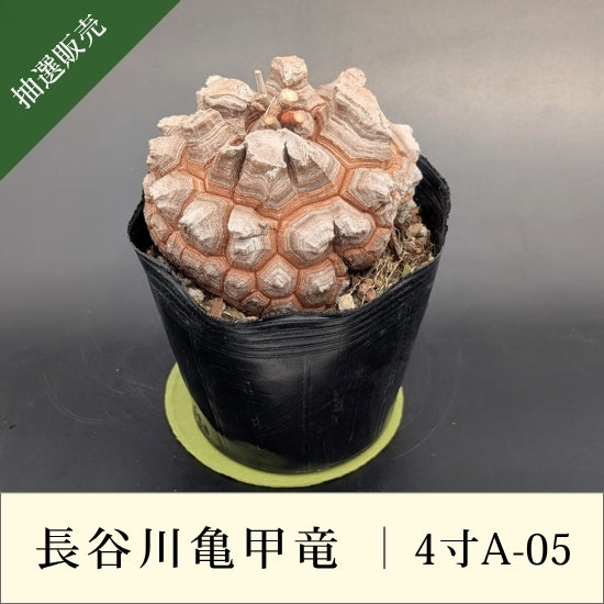 亀甲竜 4寸 品番：4寸A-05