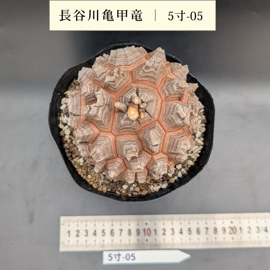 亀甲竜 5寸 品番：5寸-05