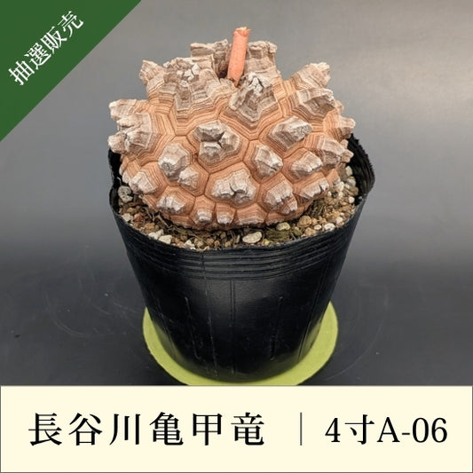 亀甲竜 4寸 品番：4寸A-06
