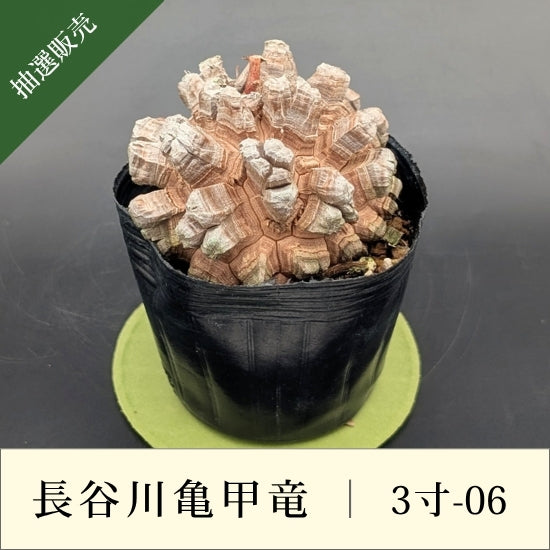 亀甲竜 3寸 品番：3寸-06