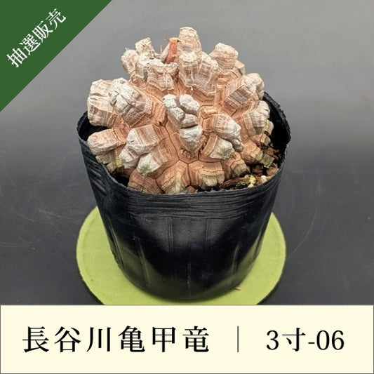 亀甲竜 3寸 品番：3寸-06