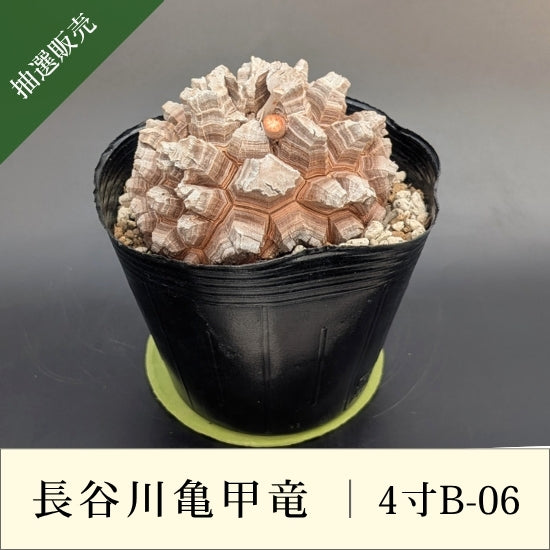 亀甲竜 4寸 品番：4寸B-06