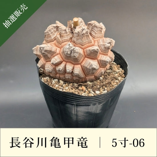 亀甲竜 5寸 品番：5寸-06
