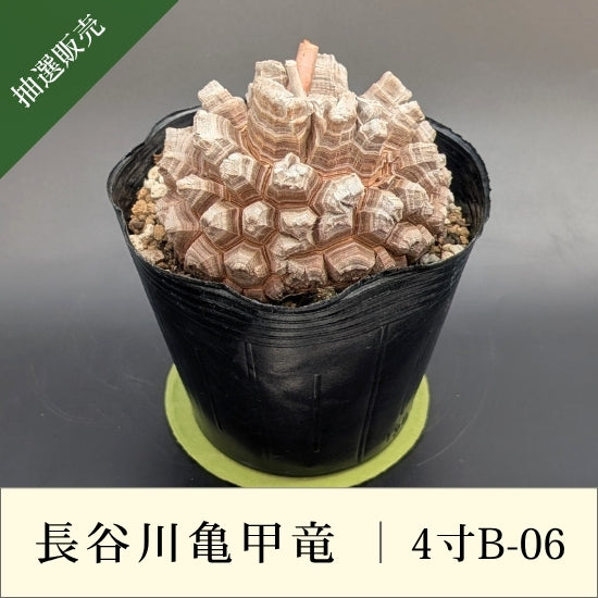 亀甲竜 4寸 品番：4寸B-06
