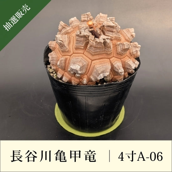 亀甲竜 4寸 品番：4寸A-06
