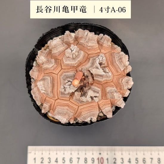 亀甲竜 4寸 品番：4寸A-06