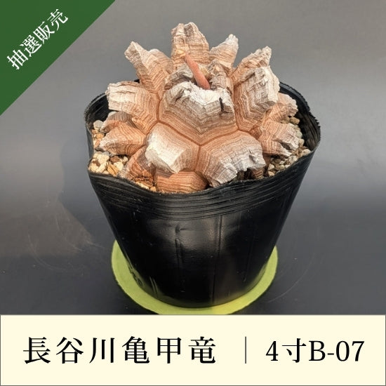 亀甲竜 4寸 品番：4寸B-07