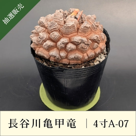 亀甲竜 4寸 品番：4寸A-07