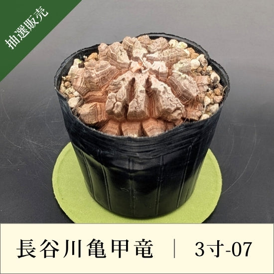 亀甲竜 3寸 品番：3寸-07 – はせがわナーセリー