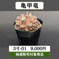 テスト用商品C