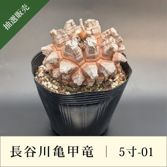 亀甲竜 5寸 品番：5寸-01