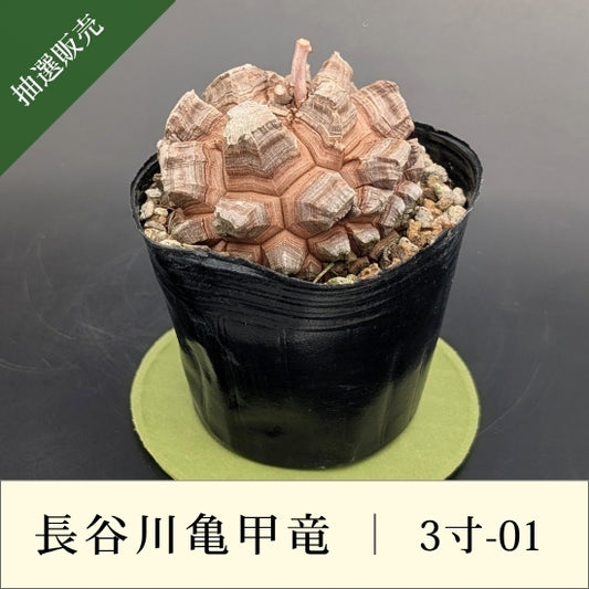 亀甲竜 3寸 品番：3寸-01