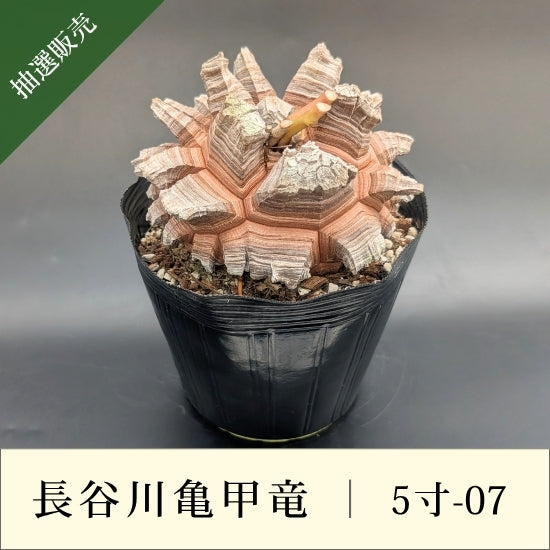 亀甲竜 5寸 品番：5寸-07