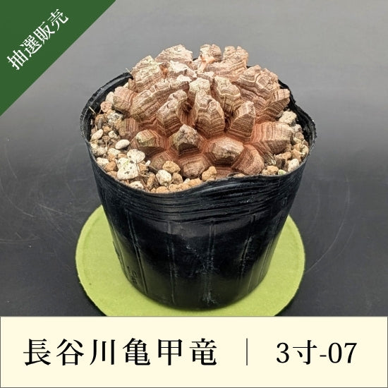 亀甲竜 3寸 品番：3寸-07