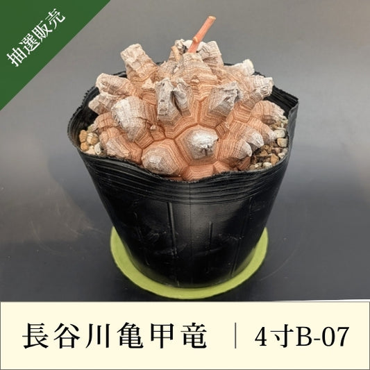 亀甲竜 4寸 品番：4寸B-07