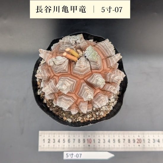 発根済　長谷川亀甲竜　５寸サイズ　特A キーホルダー付き 発根済 長谷川亀甲竜 5寸サイズ 特A キーホルダー付き 亀甲竜 5寸