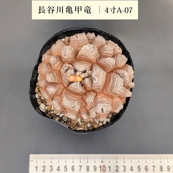 亀甲竜 4寸 品番：4寸A-07