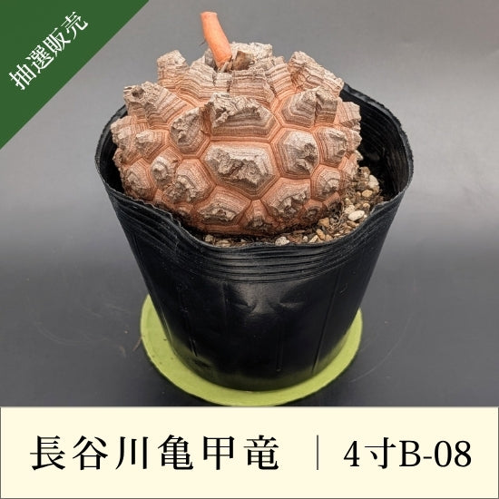 亀甲竜 4寸 品番：4寸B-08