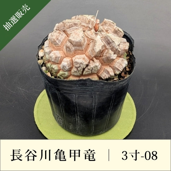 亀甲竜 3寸 品番：3寸-08