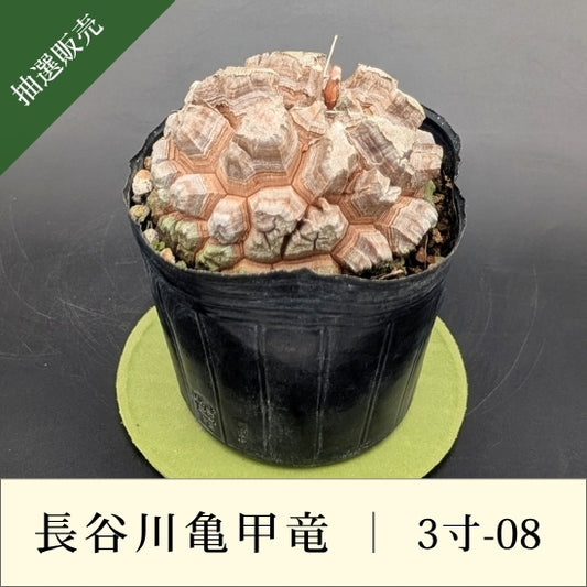 亀甲竜 3寸 品番：3寸-08
