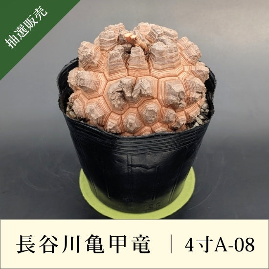 亀甲竜 4寸 品番：4寸A-08