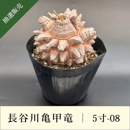 土日限定価格★国内実生★アフリカ亀甲竜 長谷川亀甲竜 メキシコ亀甲竜 亀甲竜 5寸 品番：5寸-08 – はせがわナーセリー