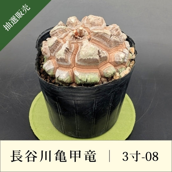 亀甲竜 3寸 品番：3寸-08