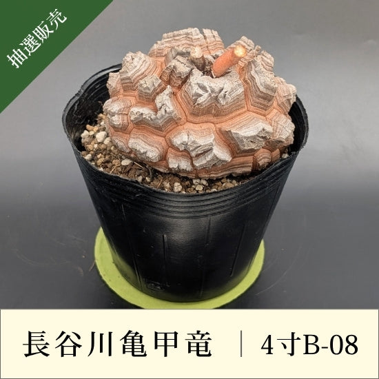 亀甲竜 4寸 品番：4寸B-08