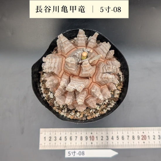 亀甲竜 5寸 品番：5寸-08