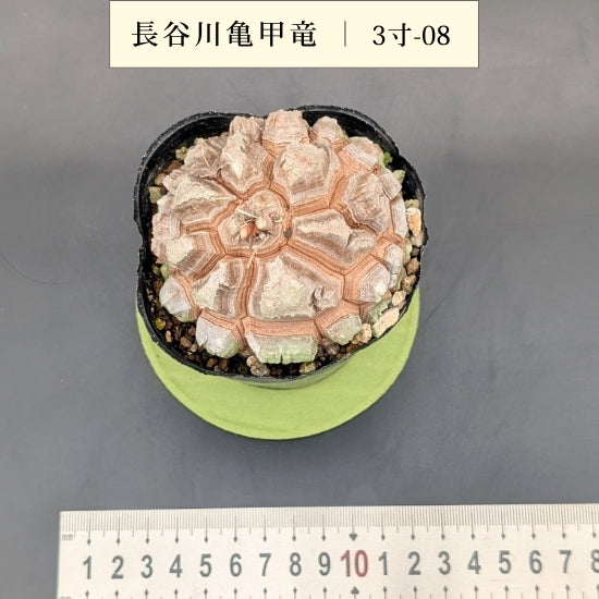 亀甲竜 3寸 品番：3寸-08