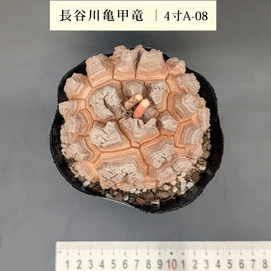 亀甲竜 4寸 品番：4寸A-08 – はせがわナーセリー