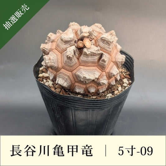 亀甲竜 5寸 品番：5寸-09